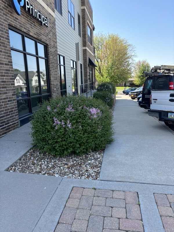 Overgrown commercial shrubs before trimming in Eastern Iowa