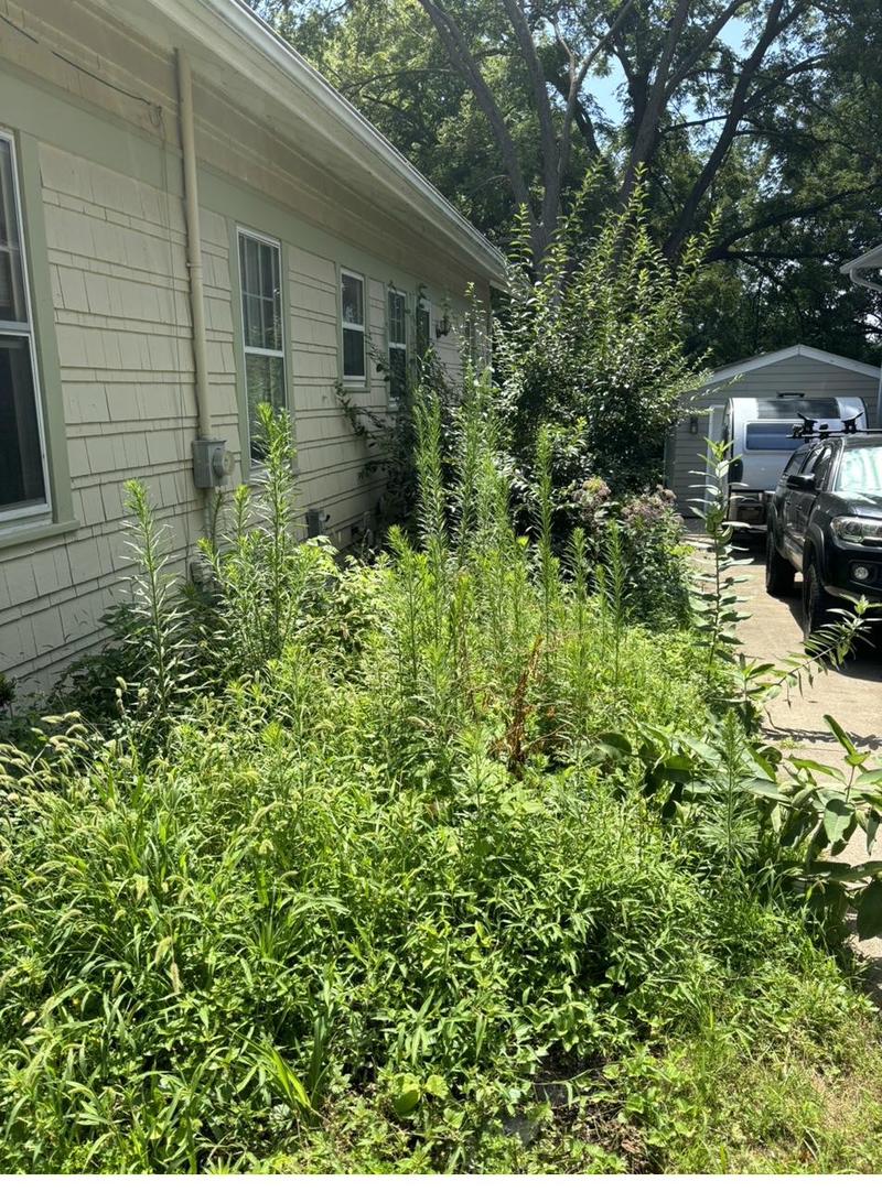 Overgrown weeds along house before landscaping cleanup in Eastern Iowa