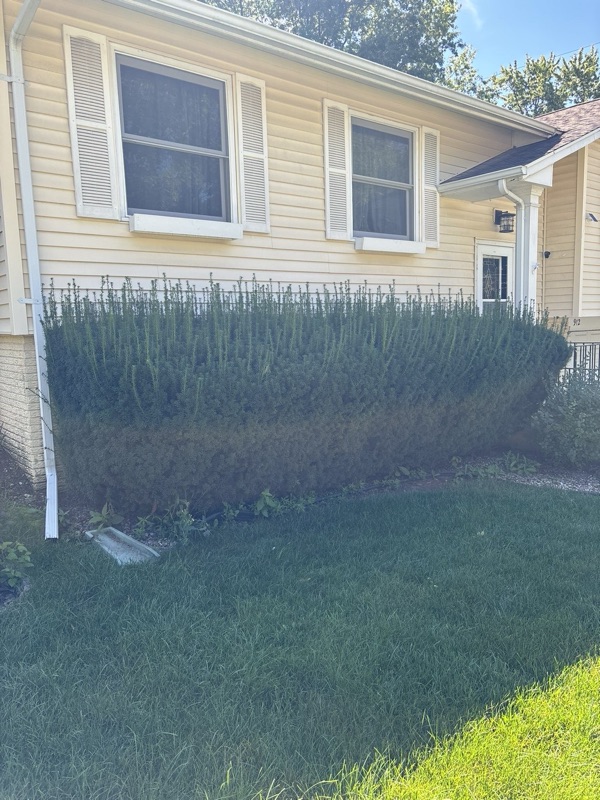 Overgrown hedge before trimming near Iowa City