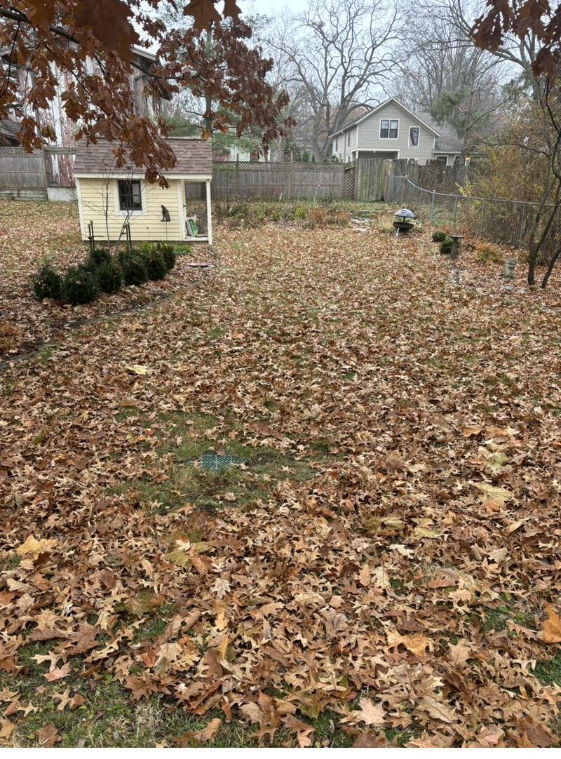 Yard covered in fall leaves before leaf removal in Eastern Iowa